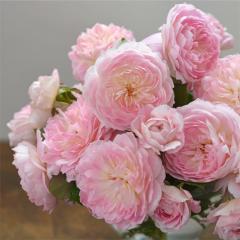 �\��̔� �o�� �c �o�� �V�c �͖{�o���� �}���[�k �i��o�^�o�蒆 �l�G�炫 �K�N �΂� �������� �s���N has 5�����{�ȍ~����