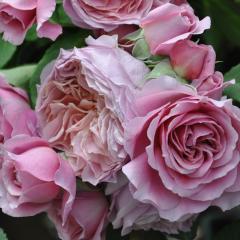 �\��̔� �o�� �c �o�� �V�c �͖{�o���� ���[�u�A���t�����Z�[�Y �o�^�i�� �l�G�炫 �K�N �΂� �������� �s���N has 5�����{�ȍ~����