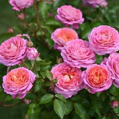 �\��̔� �o�� �c �o�� �V�c �f���o�[�� �t�����b�g �i��o�^�o�蒆 �l�G�炫 �K�N �΂� �������� �s���N has 4�����{�ȍ~����