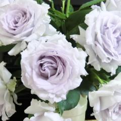 �\��̔� �o�� �c �o�� �V�c �͖{�o���� ���� �i��o�^�o�蒆 �l�G�炫 �K�N �΂� �������� �� has 4�����{�ȍ~����