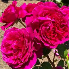 �\��̔� �o�� �c �o�� �V�c �͖{�o���� �� �i��o�^�o�蒆 �l�G�炫 �K�N �΂� �������� �� has 4�����{�ȍ~����