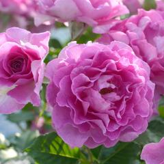 �\��̔� �o�� �c �o�� �V�c �h���� �����@���f�p���t���� �o�^�i�� �l�G�炫 �K�N �΂� �������� �� has 4�����{�ȍ~����