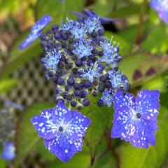 �R�A�W�T�C ���̎� 9cm�|�b�g �c �ԕc �c�� �R�������� ���}�A�W�T�C �R���z�� fea