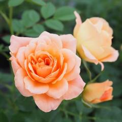 �\��̔� �o�� �c �o�� �V�c ��o�� �X�C�[�g�h���[�� �鐫 �Ԃ�炫 ���� �K�N �΂� �I�����W tros 4�����{�ȍ~����