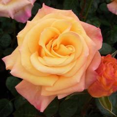 �\��̔� �o�� �c �o�� �V�c ���� ���i���U �l�G�炫 �K�N �΂� �I�����W tros 4�����{�ȍ~����