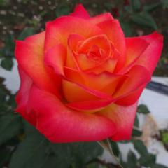 �\��̔� �o�� �c �o�� �V�c ��� �A�����J �l�G�炫 �K�N �΂� �I�����W tros 4�����{�ȍ~����