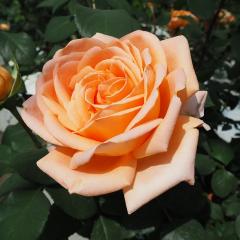 �\��̔� �o�� �c �o�� �V�c ��� �� �l�G�炫 �K�N �΂� �I�����W tros 4�����{�ȍ~����