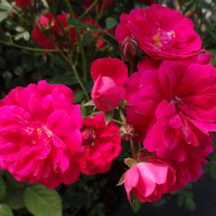 �\��̔� �o�� �c �o�� �V�c ��o�� �L���O���[�Y ��G�炫 ���� �K�N �΂� �s���N tros 4�����{�ȍ~����