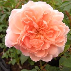 �\��̔� �o�� �c �o�� �V�c ��o�� �R���b�^ �Ԃ�炫 ���� �K�N �΂� �I�����W tros 4�����{�ȍ~����