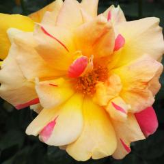 �\��̔� �o�� �c �o�� �V�c ��� ���W�I �l�G�炫 �K�N �΂� �I�����W tros 4�����{�ȍ~����