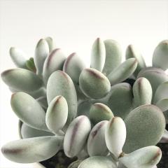 �����A�� ca�R�`���h�� ������� �����A�� �R�`���h�� ���_���} �t�N�_���} 10.5cm�|�b�g