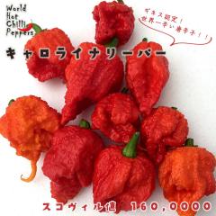 �\��̔� �g�E�K���V�c �L�������C�i���[�p�[ 9cm�|�b�g ���h�q �Ƃ����炵 ��ؕc �ƒ�؉� nft 5�����{�ȍ~����