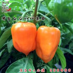 �\��̔� �g�E�K���V�c �I�����W�n�o�l�� 9cm�|�b�g ���h�q �Ƃ����炵 ��ؕc �ƒ�؉� nft 5�����{�ȍ~����