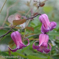 �\��̔� �N���}�`�X �c �G���W�F���s���N ���B�I���i�n ���{����̃N���}�`�X 3���|�b�g sugi 3����{�ȍ~����