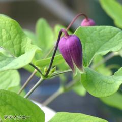 �N���}�`�X �c �A�f�B�\�j�[ ���B�I���i�n ���{����̃N���}�`�X 3���|�b�g sugi