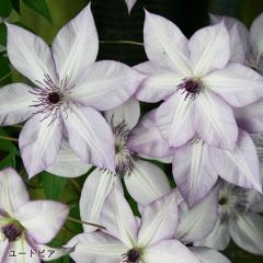 �y�܂��Ȃ����ߐ؂�z �\��̔� �N���}�`�X �c ���[�g�s�A ���{����̃N���}�`�X 3���|�b�g sugi 11����{�ȍ~����