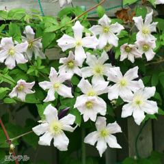 �y�܂��Ȃ����ߐ؂�z �\��̔� �N���}�`�X �c �G���e�� ���{����̃N���}�`�X 3���|�b�g sugi 11����{�ȍ~����