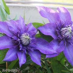 �\��̔� �N���}�`�X �c �X�C�Z�C2�� ���炫��֌n ���{����̃N���}�`�X 3���|�b�g sugi 3����{�ȍ~����