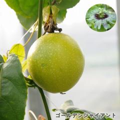�\��̔� �p�b�V�����t���[�c �c �S�[���f���W���C�A���g 9cm�|�b�g �N�_���m�g�P�C�\�E �ʎ��c �M�щʎ� ���v�� �O���[���J�[�e�� exp 5