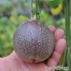 �\��̔� �p�b�V�����t���[�c �c ���b�h�}�����X 9cm�|�b�g �N�_���m�g�P�C�\�E �ʎ��c �M�щʎ� ���v�� �O���[���J�[�e�� exp 5�����{��