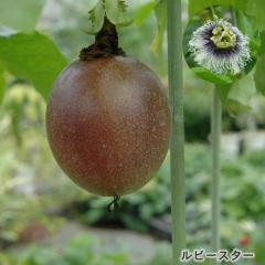 �\��̔� �p�b�V�����t���[�c �c ���r�[�X�^�[ 9cm�|�b�g �N�_���m�g�P�C�\�E �ʎ��c �M�щʎ� ���v�� �O���[���J�[�e�� exp 5�����{�ȍ~