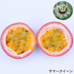 �\��̔� �p�b�V�����t���[�c �c �T�}�[�N�C�[�� 9cm�|�b�g �N�_���m�g�P�C�\�E �ʎ��c �M�щʎ� ���v�� �O���[���J�[�e�� exp 5�����{��