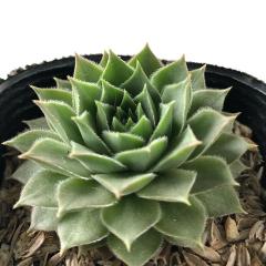 �����A�� sf�Z���y���r�E�� �e�b�^�[�n�C�g  7.5cm�|�b�g �Z���y���r�u��