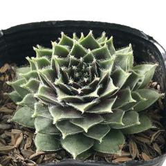 �����A�� sf�Z���y���r�E�� �W���b�N�t���X�g  7.5cm�|�b�g �Z���y���r�u��