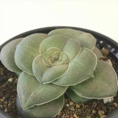 �����A�� hm�N���b�X�� �b�i�Ƃ����j�����A�� �N���b�X�� 6cm�|�b�g