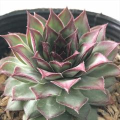 �����A�� sf�Z���y���r�E�� �}���A���[�n  7.5cm�|�b�g �Z���y���r�u��