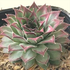 �����A�� sf�Z���y���r�E�� �I�Z�b�e�B�G���Z  7.5cm�|�b�g �Z���y���r�u��