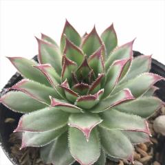 �����A�� sf�Z���y���r�E�� �t�@�C���[�o�[�h  7.5cm�|�b�g �Z���y���r�u��