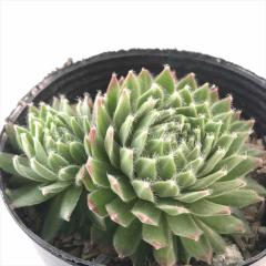 �����A�� sf�Z���y���r�E�� �W���r���[  7.5cm�|�b�g �Z���y���r�u��