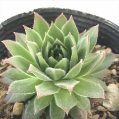 �����A�� sf�Z���y���r�E�� �n�[�g  7.5cm�|�b�g �Z���y���r�u��