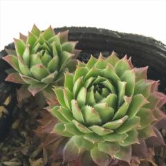 �����A�� sf�Z���y���r�E�� �g���C�V�[�X�[  7.5cm�|�b�g �Z���y���r�u��