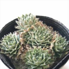 �����A�� sf�Z���y���r�E�� �E�B�����X��  7.5cm�|�b�g �Z���y���r�u��