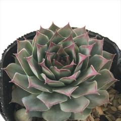 �����A�� sf�Z���y���r�E�� �T�[�K  7.5cm�|�b�g �Z���y���r�u��