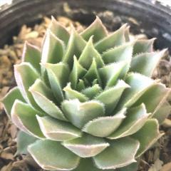�����A�� sf�Z���y���r�E�� �����e�]��  7.5cm�|�b�g �Z���y���r�u��