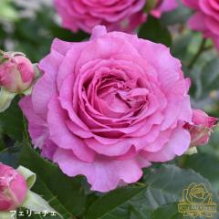 �\��̔� �o�� �c �o�� �V�c �t�F���[�`�F �o�^�i�� �K�N �΂� �������� ���[�Y�Ȃ����� �V�c �s���N rnss 4�����{�ȍ~����