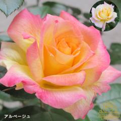 �\��̔� �o�� �c �o�� �V�c �A���y�[�W�� �K�N �΂� �������� ���[�Y�Ȃ����� �V�c ���F rnss 4�����{�ȍ~����