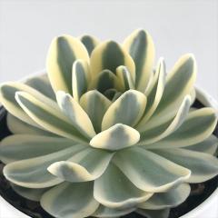 �����A�� hm�I���X�^�L�X �x�m �����A�� �I���X�^�L�X 6cm�|�b�g