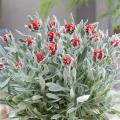 �\��̔� �h�����̕c �w���N���T�� �c ���b�h�W���G�� 10.5cm�|�b�g ���N�� �K�[�f�j���O �ԕc �h�����c nish3 3�����{�ȍ~����