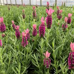 �\��̔� ���x���_�[ �c ���r�m�o �z�b�g�s���N 9cm�|�b�g �ԕc �h���� �K�[�f�j���O �n�[�u�c Herb nish4 4�����{�ȍ~����