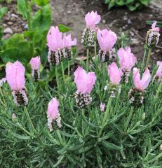 �\��̔� ���x���_�[ �c ���r�m�o ���C�g�s���N 9cm�|�b�g �ԕc �h���� �K�[�f�j���O �n�[�u�c Herb nish4 4�����{�ȍ~����