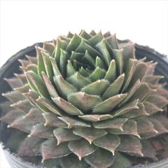 �����A�� sf�Z���y���r�E�� �R���Z�A  7.5cm�|�b�g �Z���y���r�u��
