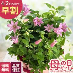 �_ ���� �^ ��̓� �v���[���g �N���}�`�X �~�j�x�� 6���� �������� ��̓��M�t�g �� ���A�� ���{�ԃL����