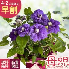 �_ ���� �^ ��̓� �v���[���g �N���}�`�X �L���e�J�i�� 5���� �������� ��̓��M�t�g �� ���A�� ���{�ԃL����