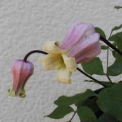 �N���}�`�X �c �˚� ���B�I���i�n ��^ �x���^ 2�N���c 4���� �͂Ȃ������� hsg