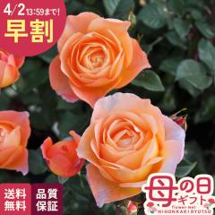 �_ ���� �^ ��̓� �v���[���g �o�� ���T �I���G���e�B�X ���r�� �i��o�^�o�蒆 6���� �������� ��̓��M�t�g �� ���A�� unu ���{�ԃL��