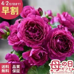 �_ ���� �^ ��̓� �v���[���g �o�� �f���o�[�� ���^���f�X���[�Y �i��o�^�o�蒆 6���� �������� ��̓��M�t�g �K�N �� ���A�� unu ���{